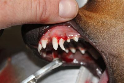 טיפולי שיניים לכלבים
